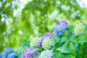 ７月